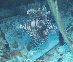 Lionfish by Tony Anderson 
